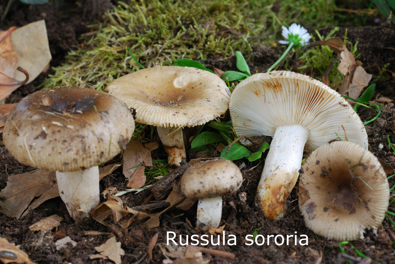 Russula sororia-amf1632-2.jpg - Russula sororia ; Syn1: Russula pectinata var. sororia ; Syn2: Russula livescens var. sororia ; Nom français: Russule à odeur spermatique